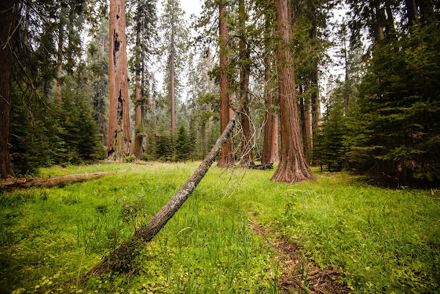 Sequoia Trees