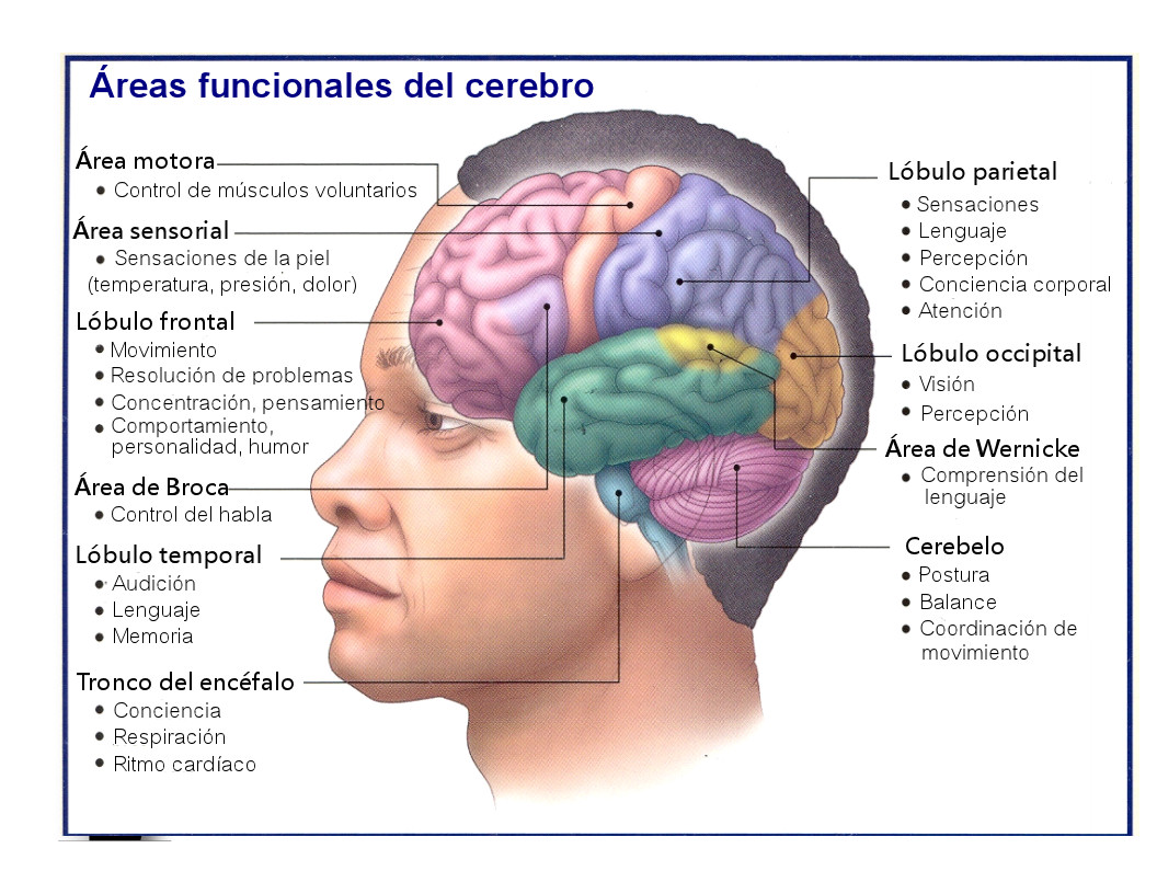 el cerebro humano psicologia el cerebro humano psicologia