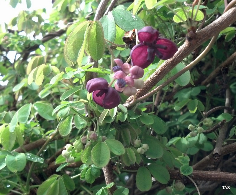 to the Pitt County Arboretum CHOCOLATE VINE