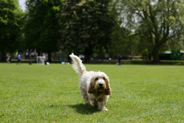 Sophie Carr's Dog Blog: May 2013