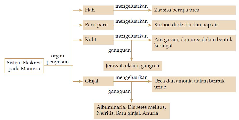 Pengertian Sistem Ekskresi Pada Manusia Fungsi Dan Gangguannya