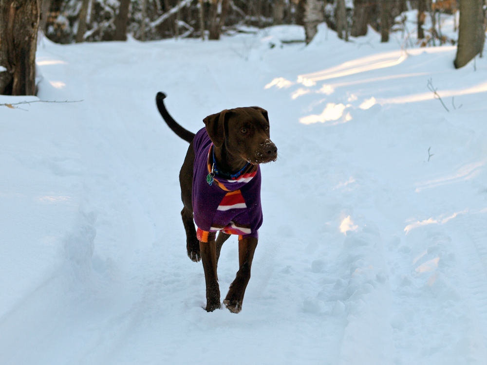 Clementine Good Dog.