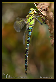  Aeshna cyanea Male