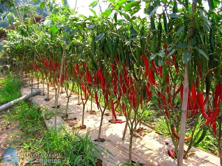 Khmer Vegetable Popular Khmer vegetable