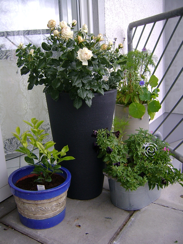 Terrassen und Balkonbepflanzung Pflanztöpfe und Gefäße