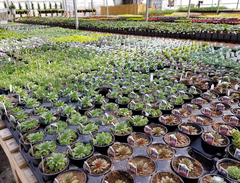 The Gardening Me A Rundown Of Winners In My Garden