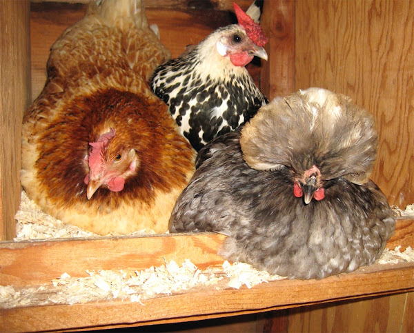 chicken laying eggs, egg laying nesting boxes, chickens with nesting boxes, egg laying chickens, will chickens lay eggs without nesting box