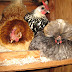Will Chickens Lay Eggs Without Nesting Box?