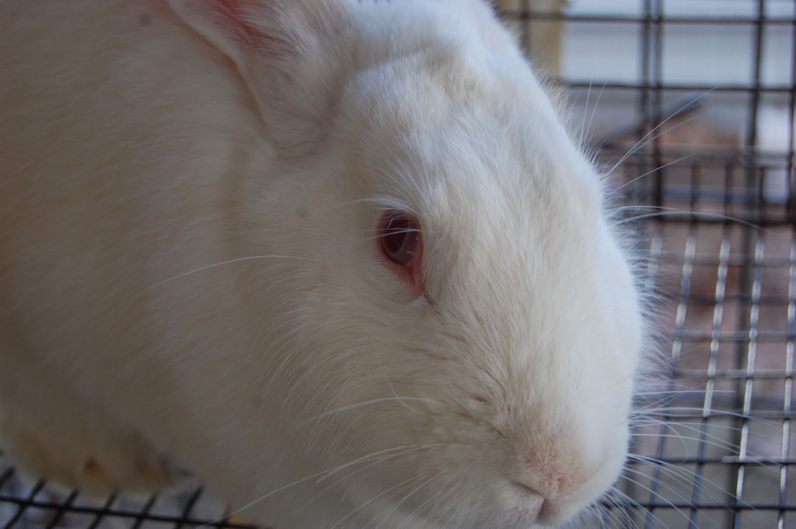 My Life as a Ranch Girl: Rabbits