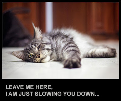 Stalone, the Maine Coon