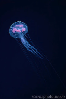 jellyfish bioluminescence deep sea
