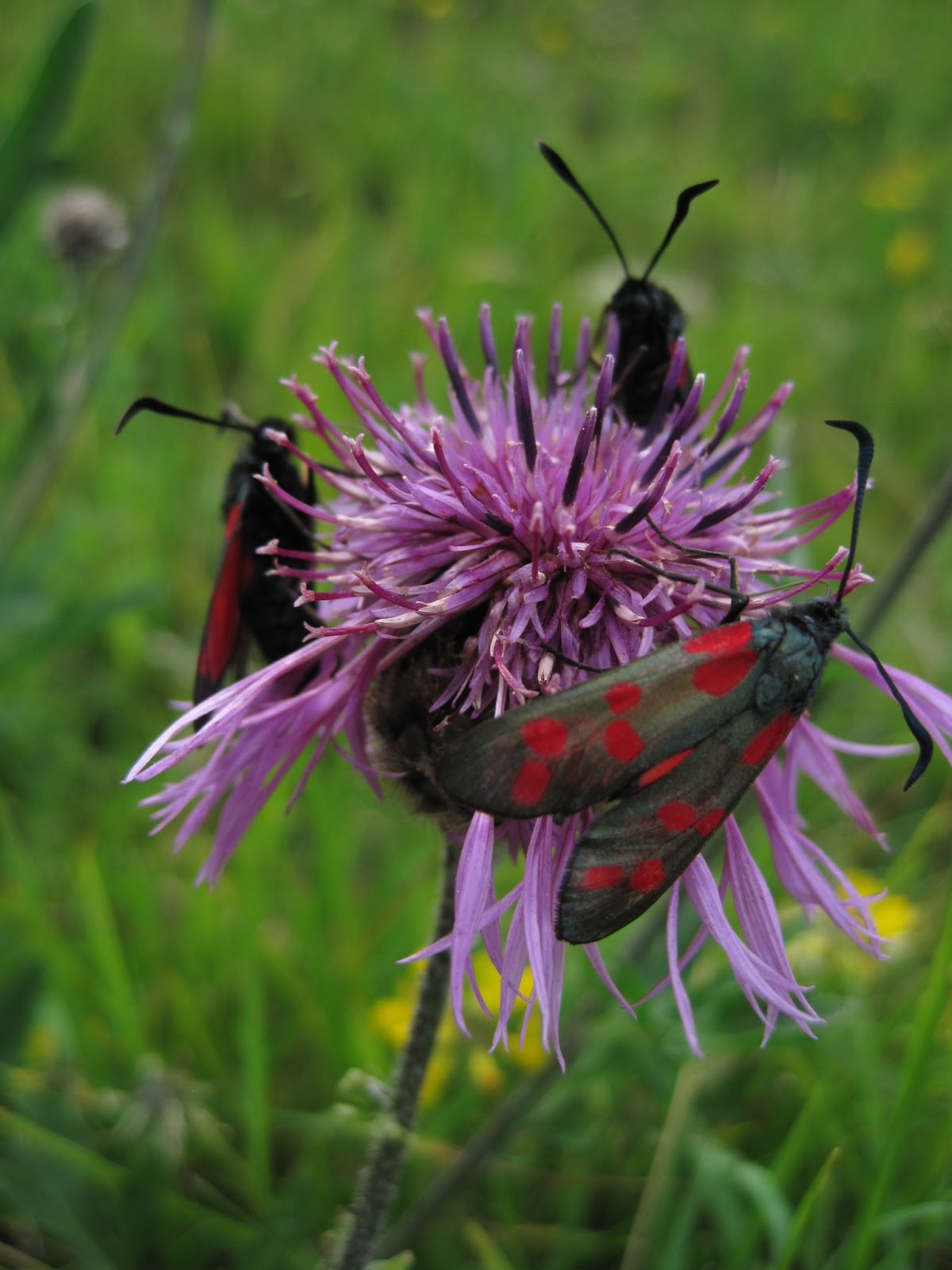 Cranborne Chase Area of Outstanding Natural Beauty Blog Butterfly
