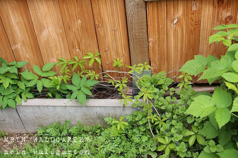 © Mein Waldgarten: Jubel! - Die Leberblümchen vermehren ...