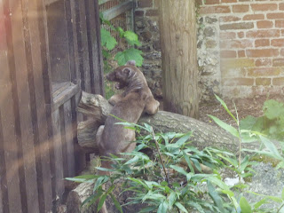 fossa madagascars top predator Marwell Zoo