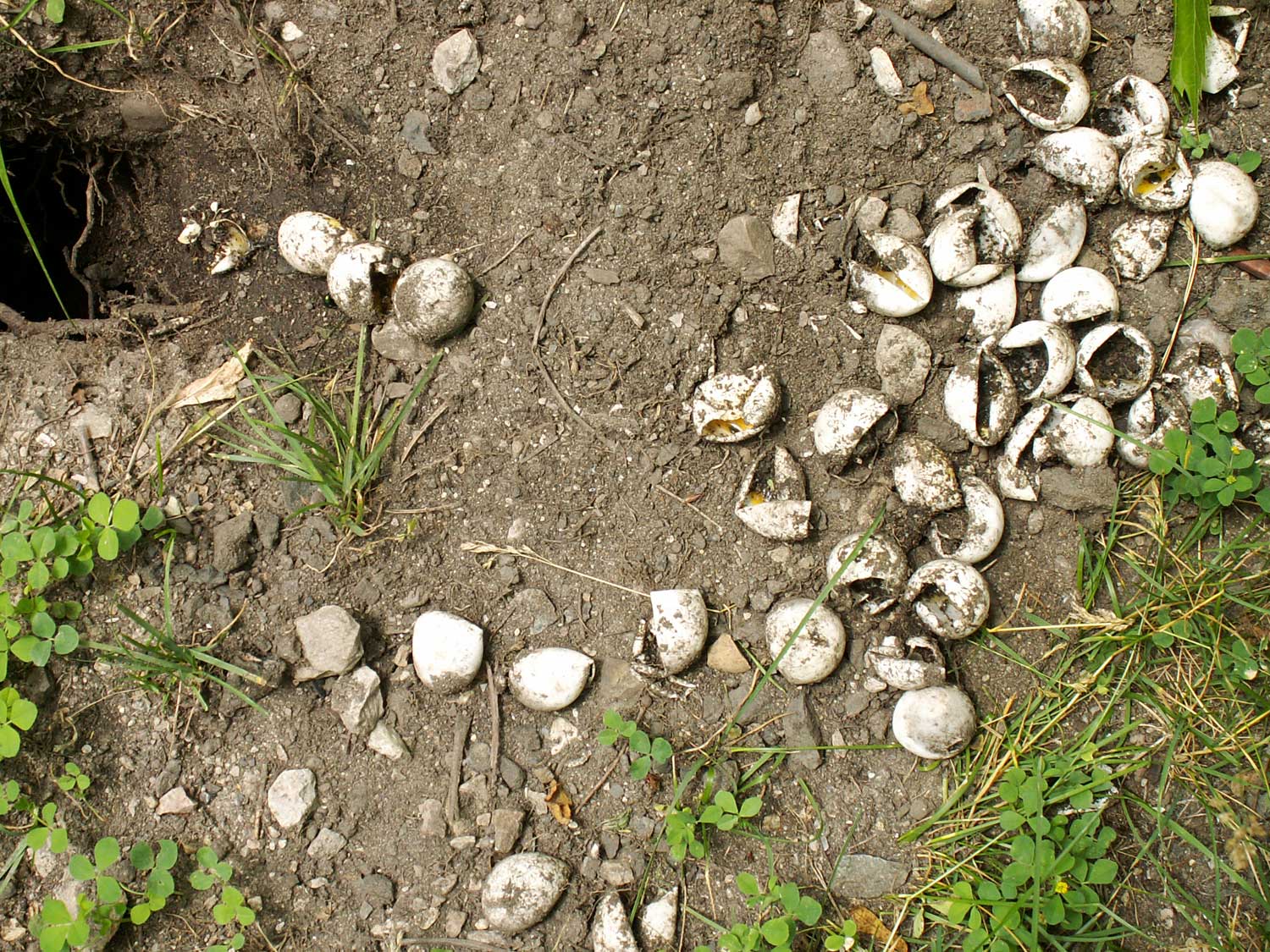 Linda Robinson Turtle Eggs