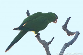 Hispaniolan Parakeet