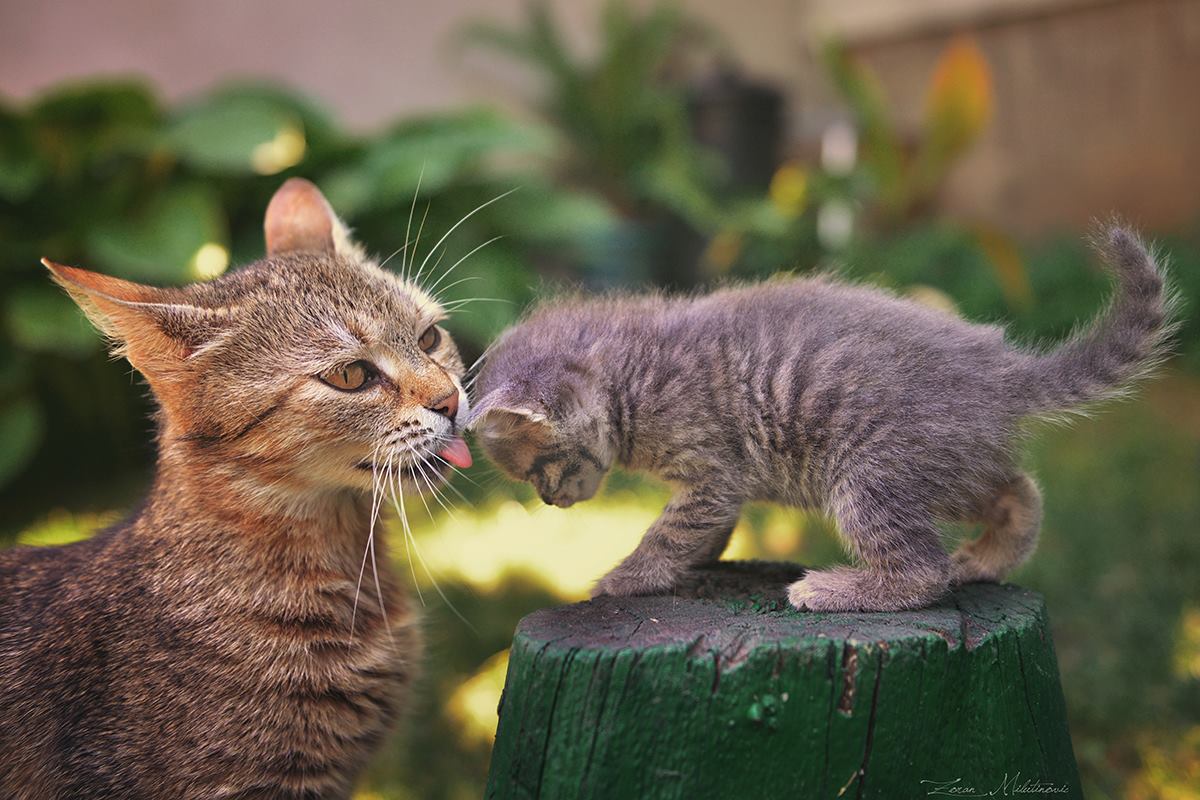 котя котенка. котя котенка. милые кошечки. маленькие котики. сиамские вислоухие котята.