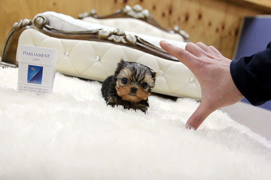 TEACUP PUPPY ★Teacup puppy for sale★ Teacup Yorkie Jake)