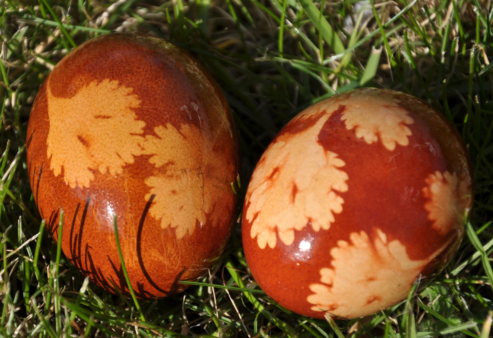 Kindling: Nature transforms an egg..... or how to make green eggs.