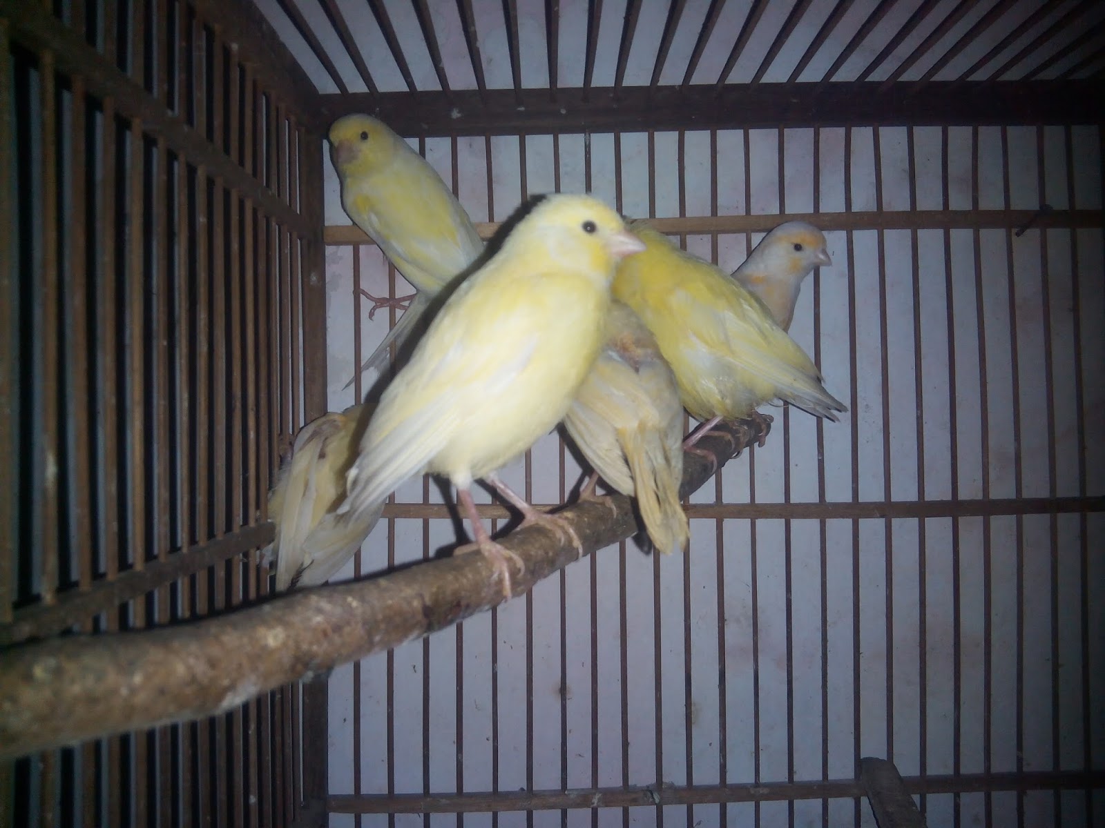 Burung Kenari Cantik Harga Murah 085799113765 Maret 2016