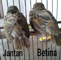 Cara Jitu Dan Akurat Mimilih Burger Atau Burung Gereja Jantan Yang