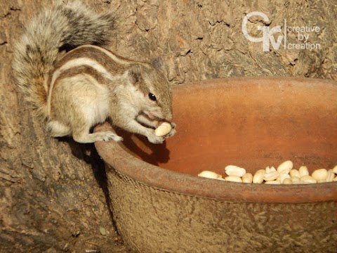  SQUIRREL PHOTOGRAPHY | GRV CREATIVE BY CREATION