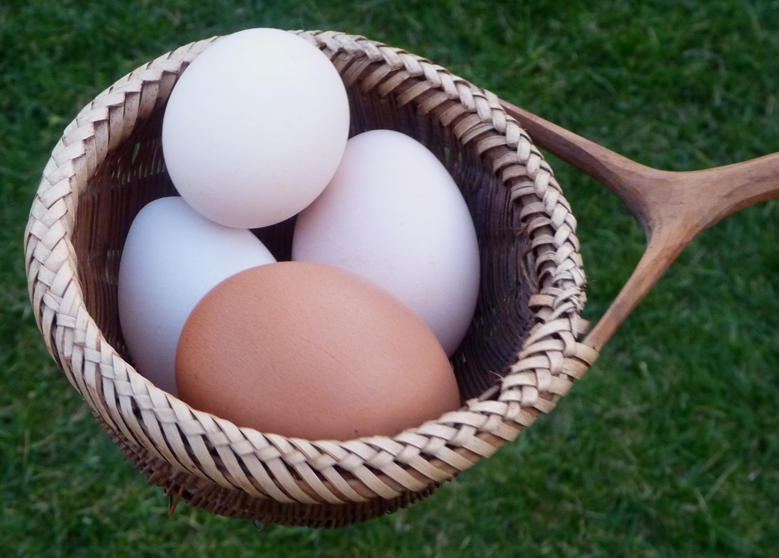 Jack of All Trades, Master of None Putting all my eggs in one basket