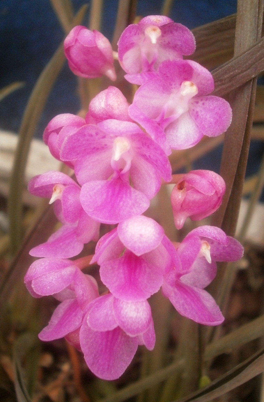 Plants Are The Strangest People 7 24 16 7 31 16