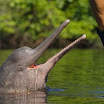 The Amazon River Dolphins Most Interesting Pictures