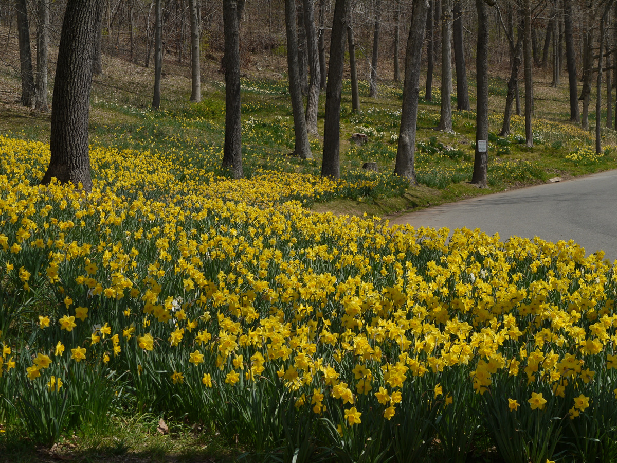 Along the NET-Cohos: Daffodils at Hubbard Park, Meriden