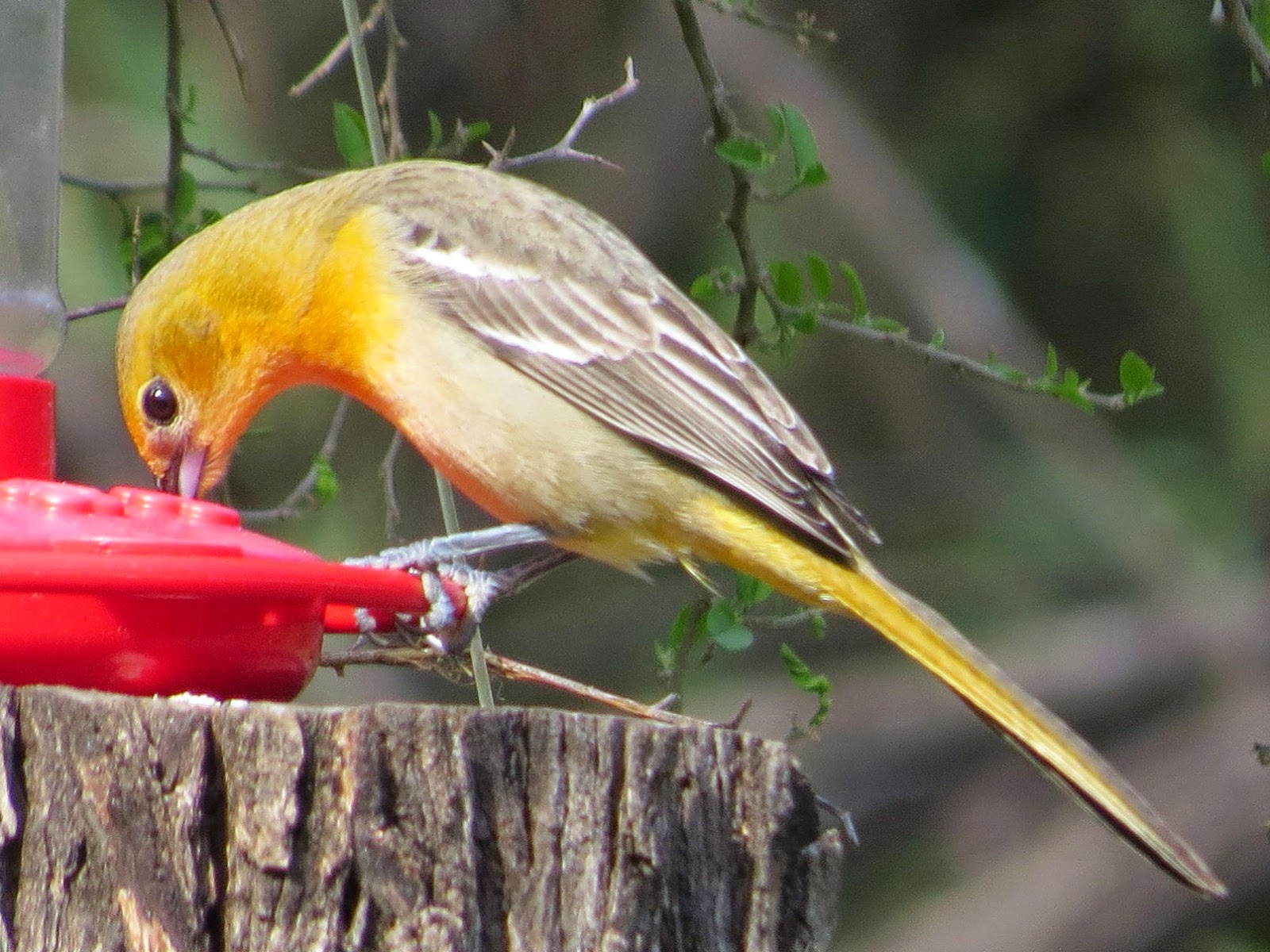 SE Texas Birding & Wildlife Watching Rio Grande Valley Trip Salineno