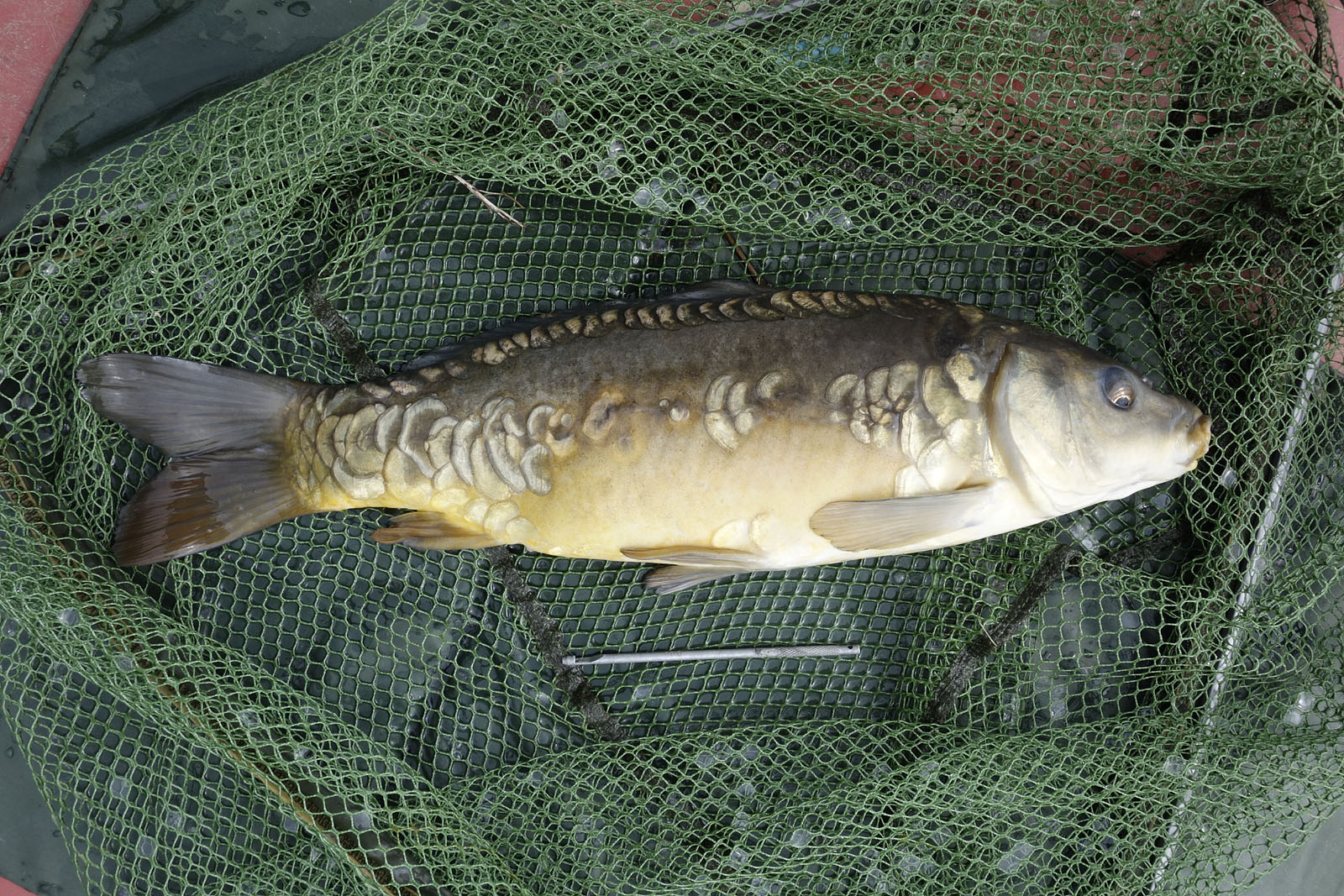 The Broads Fisherman: Great carp fishing at Holly Farm Lakes, South Walsham