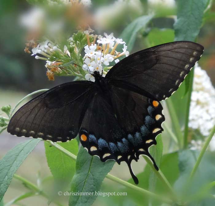 Chris Zimmer: Eastern Tiger Swallowtail (Black)