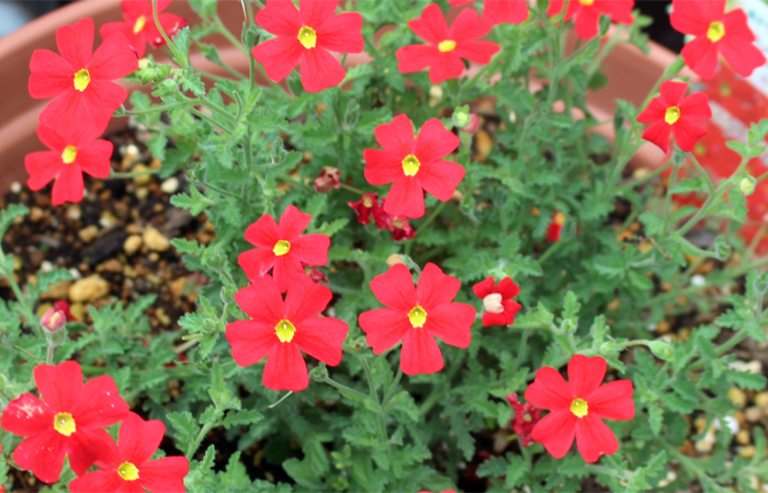 花と野菜 保存版 サンブリテニア スカーレット 非耐寒性の多年草で耐暑性に優れている
