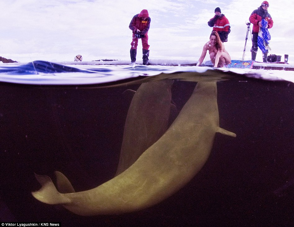 Naked female scientist tries to tame beluga whales in the 