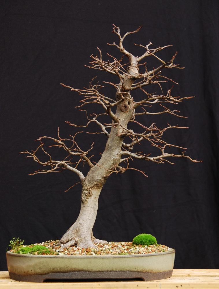 Hornbeam bonsai in winter