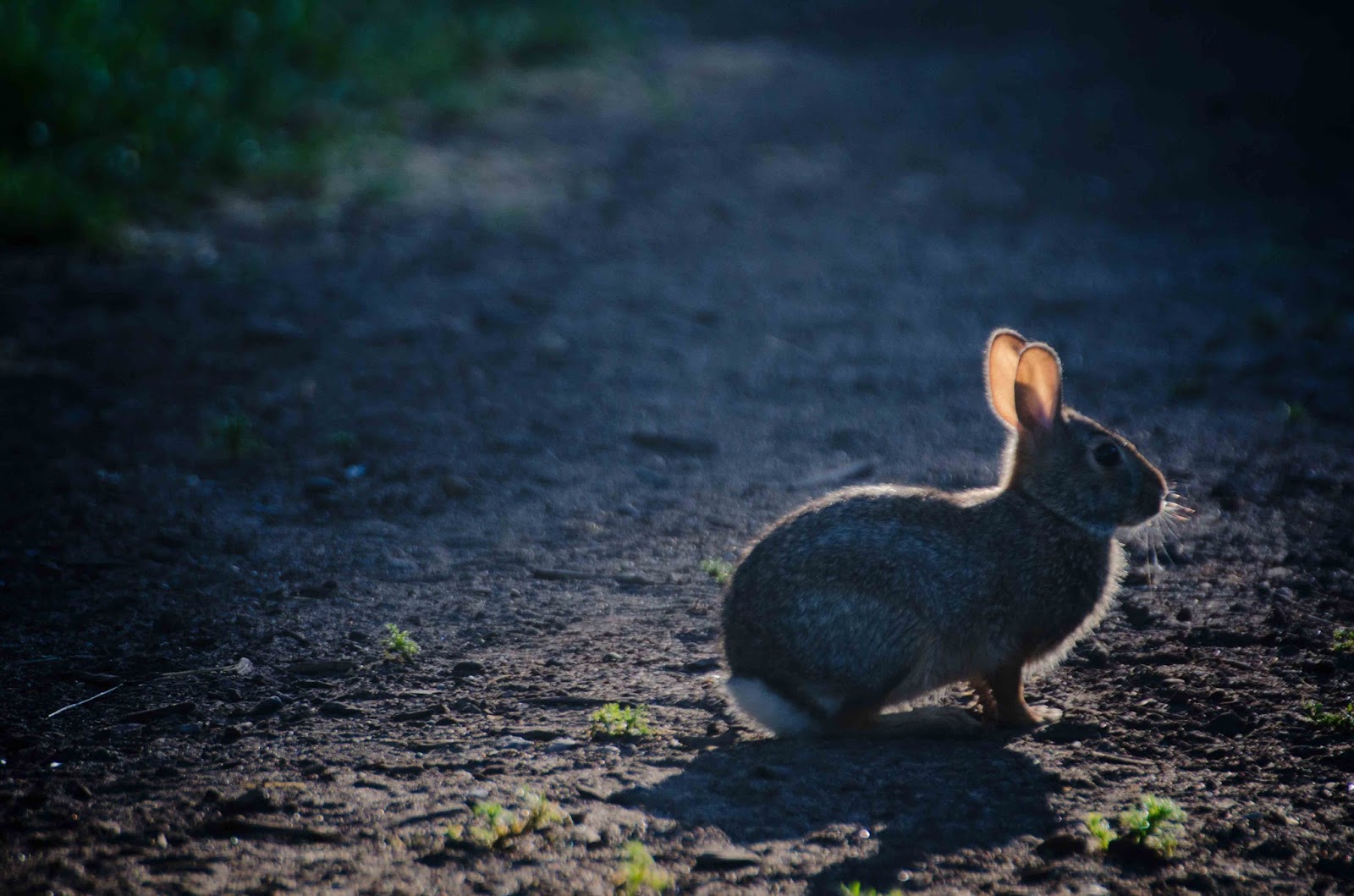 Savoring Servant: Listening rabbit