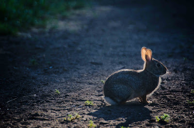 Savoring Servant: Listening rabbit