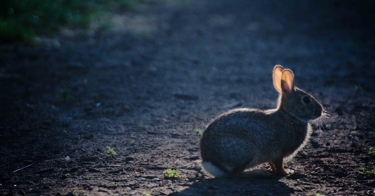 Savoring Servant: Listening rabbit