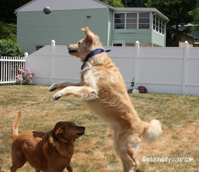 two golden dogs playing fetch with ball 