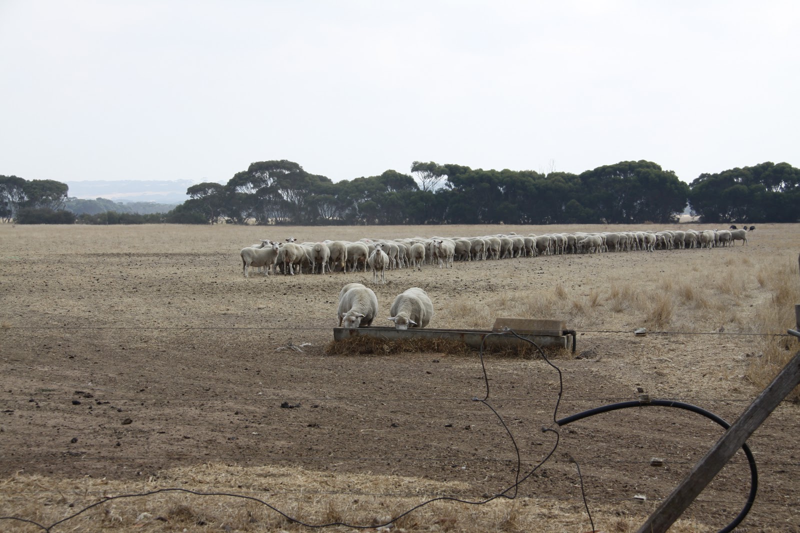 World Cruise 2013 Day 47 Penneshaw, Kangaroo Island