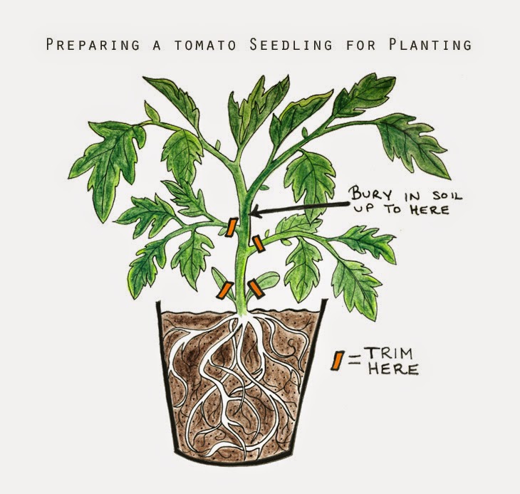 Tarım Siteniz Pratik olarak domates yetiştiriciliği (practically