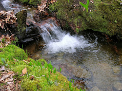 pool plunge stream pools trout reflections chasing dart fly