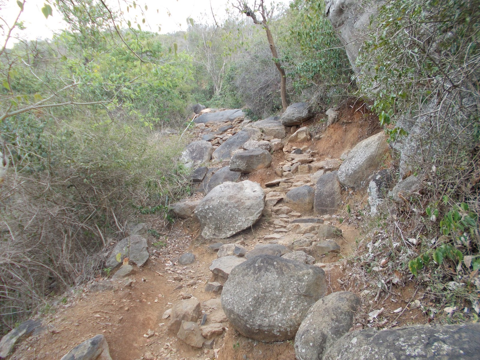 Mohan Kandasamy: Trekking at Palamalai (Siddheswarar malai ...