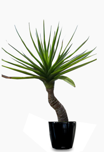 20 Jenis Tanaman Hias Untuk Taman Minimalis - Jasa Tukang ...