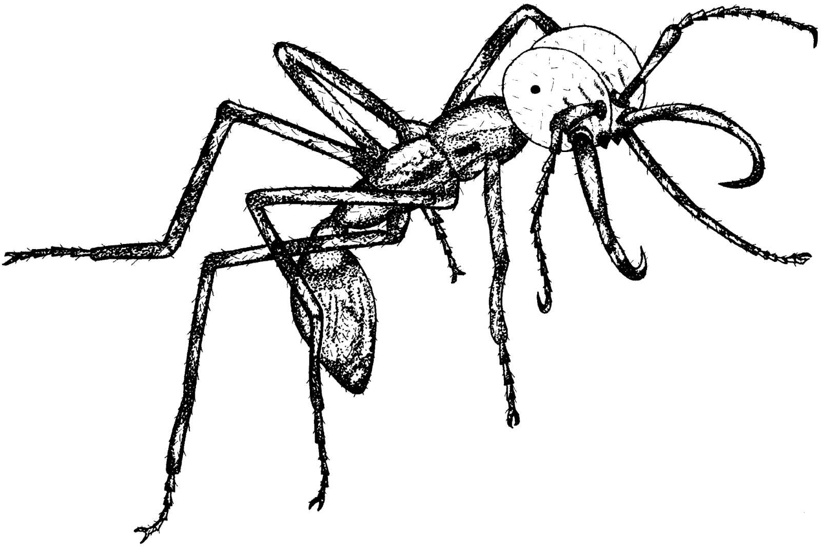 Tangled Roots and Trees Out of Africa Daniel and the Soldier Ants