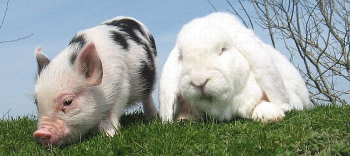 My FATHER & son: A [PIG] and A [RABBIT]