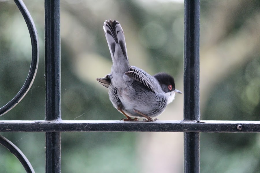 Sylvia melanocephala