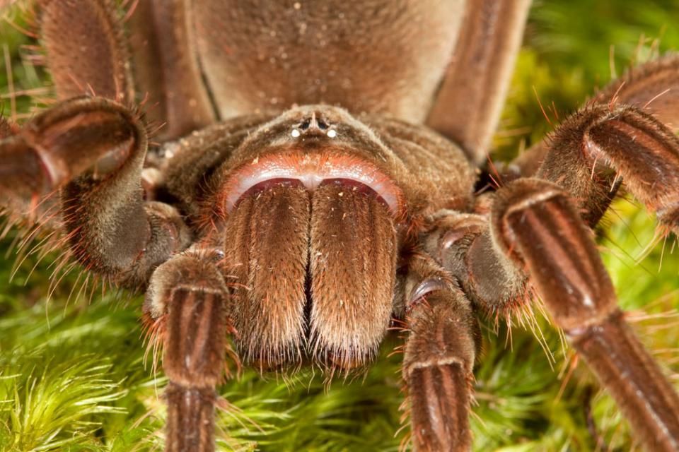 Cool FunPedia: The Largest Spider In The World