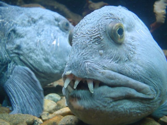 Gambar Ikan Lucu Kartun dan Asli Bikin Ngakak